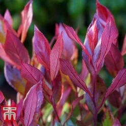 Leucothoe Axillaris 'Little Flames' -NAOMI Plant Shop LEUC 66323 D
