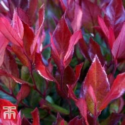 Leucothoe Axillaris 'Little Flames' -NAOMI Plant Shop LEUC 66323 E