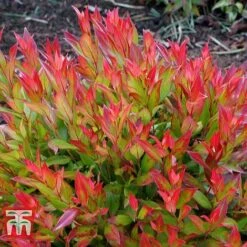 Leucothoe Axillaris 'Little Flames' -NAOMI Plant Shop LEUC 66323 F
