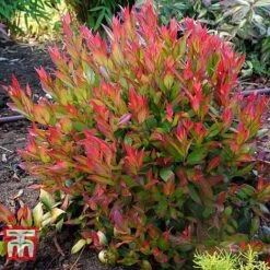 Leucothoe Axillaris 'Little Flames' -NAOMI Plant Shop LEUC 66323 G