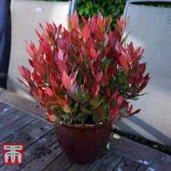Leucothoe Axillaris 'Little Flames' -NAOMI Plant Shop LEUC 66323 H