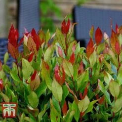 Leucothoe Axillaris 'Little Flames' -NAOMI Plant Shop LEUC 66323 I