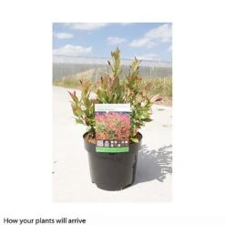 Leucothoe Axillaris 'Little Flames' -NAOMI Plant Shop LEUC T66323 B h