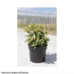 Leucothoe Fontanesiana 'Makijaz' -NAOMI Plant Shop LEUC T66325 B h