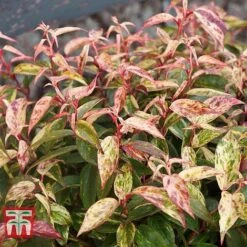 Leucothoe Fontanesiana 'Makijaz' -NAOMI Plant Shop LEUC T66325 C