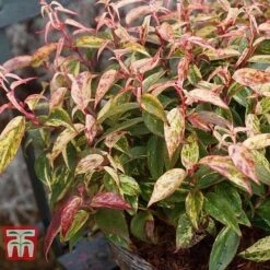 Leucothoe Fontanesiana 'Makijaz' -NAOMI Plant Shop LEUC T66325 D