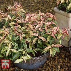 Leucothoe Fontanesiana 'Makijaz' -NAOMI Plant Shop LEUC T66325 E