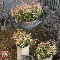 Leucothoe Fontanesiana 'Makijaz' -NAOMI Plant Shop LEUC T66325 F