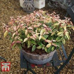 Leucothoe Fontanesiana 'Makijaz' -NAOMI Plant Shop LEUC T66325 G