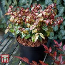 Leucothoe Fontanesiana 'Makijaz' -NAOMI Plant Shop LEUC T66325 H