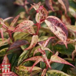 Leucothoe Fontanesiana 'Makijaz' -NAOMI Plant Shop LEUC T66325 I