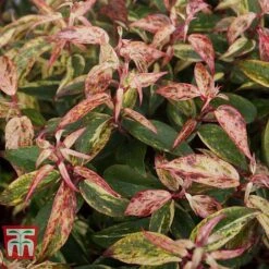 Leucothoe Fontanesiana 'Makijaz' -NAOMI Plant Shop LEUC T66325 J