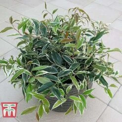 Leucothoe Fontanesiana 'Whitewater' -NAOMI Plant Shop LEUC T66326 C