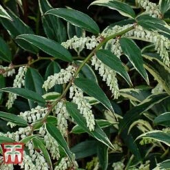 Leucothoe Fontanesiana 'Whitewater' -NAOMI Plant Shop LEUC T66326 D