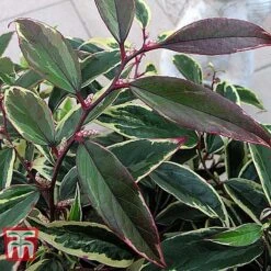 Leucothoe Fontanesiana 'Whitewater' -NAOMI Plant Shop LEUC T66326 E