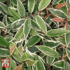 Leucothoe Fontanesiana 'Whitewater' -NAOMI Plant Shop LEUC T66326 F