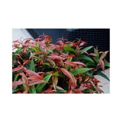 Leucothoe Keiskei 'Burning Love' -NAOMI Plant Shop LEUC T66327 A h