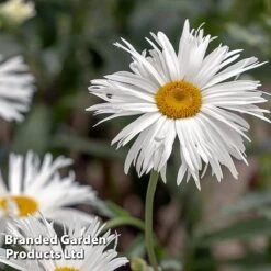 Perennial Collection -NAOMI Plant Shop LEUC CRAZYDAIS L399941