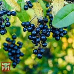 Ligustrum Vulgare -NAOMI Plant Shop LIG KB3249 D