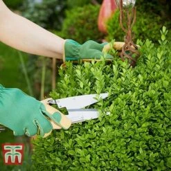 Ligustrum Ovalifolium -NAOMI Plant Shop LIG T58258 C