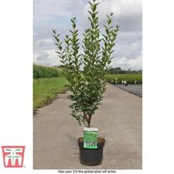 Ligustrum Ovalifolium -NAOMI Plant Shop LIG T58258 D1