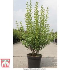 Ligustrum Ovalifolium -NAOMI Plant Shop LIG T58258 E1