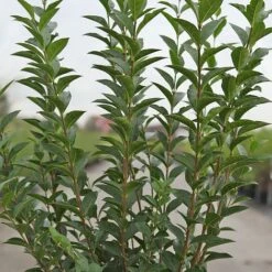 Ligustrum Ovalifolium -NAOMI Plant Shop LIGU T58258 A h