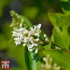 Ligustrum Ovalifolium -NAOMI Plant Shop LIGU OVALIFOLI W34588 TM