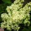 Lilac 'Primrose'