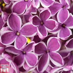 Lilac 'Sensation' -NAOMI Plant Shop LILA T79105 A h