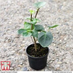 Lilac 'Sensation' -NAOMI Plant Shop LILA T79105 D