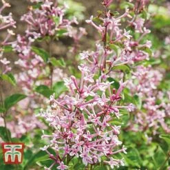 Lilac 'Bloomerang Pink Perfume' -NAOMI Plant Shop LILA T79744 C2