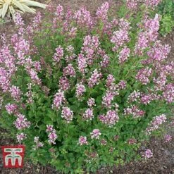 Lilac 'Bloomerang Pink Perfume' -NAOMI Plant Shop LILA T79744 E