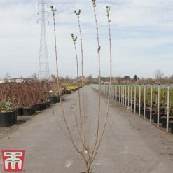 Lilac 'Esther Staley' -NAOMI Plant Shop LILA TKA3550 A