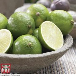Tahiti Lime -NAOMI Plant Shop LIME DWW3573 A