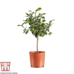 Tahiti Lime -NAOMI Plant Shop LIME DWW3573 AA1