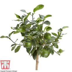 Tahiti Lime -NAOMI Plant Shop LIME DWW3573 AB