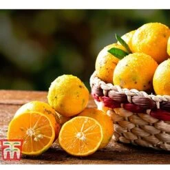 Rangpur Lime -NAOMI Plant Shop LIME WKB8926 C