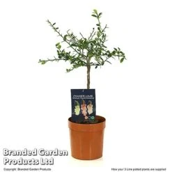 Lime 'Caviar Lime' -NAOMI Plant Shop LIME CAVIARL3L T48377