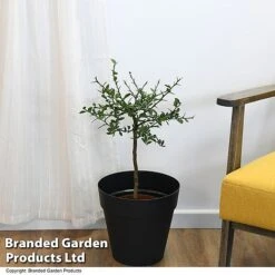 Lime 'Caviar Lime' -NAOMI Plant Shop LIME CAVIARLIM T48378