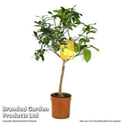 Limequat Citrus Plant -NAOMI Plant Shop LIME LIMEQUAT T483831