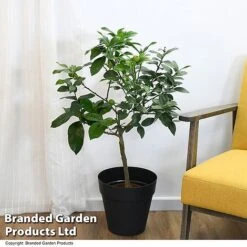 Limequat Citrus Plant -NAOMI Plant Shop LIME LIMEQUAT T483841