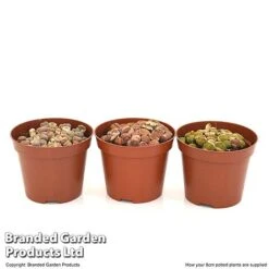 Lithops Species Mix -NAOMI Plant Shop LITH MIX8CM T49850