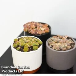 Lithops Species Mix