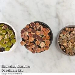 Lithops Species Mix -NAOMI Plant Shop LITH MIX T49853