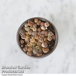 Lithops Species Mix -NAOMI Plant Shop LITH MIX T49855