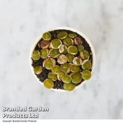 Lithops Species Mix -NAOMI Plant Shop LITH MIX T49857