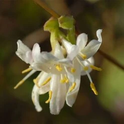 Lonicera X Purpusii 'Winter Beauty' -NAOMI Plant Shop LONI T58210 NOW1