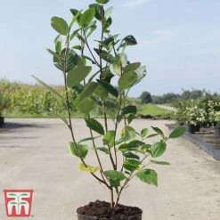 Lonicera Nitida 'Lemon Beauty' -NAOMI Plant Shop LONI TKA3230 A