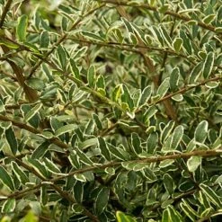 Lonicera Nitida 'Lemon Beauty' -NAOMI Plant Shop LONI TKA3230 NOW1